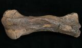 Edmontosaurus Metatarsal (Toe Bone) - #10936-2